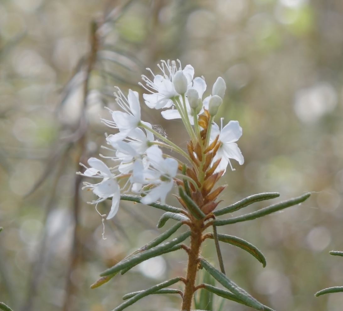 白毛羊胡子草 Hare S Tail Cottongrass 物种 Upm Forest Life
