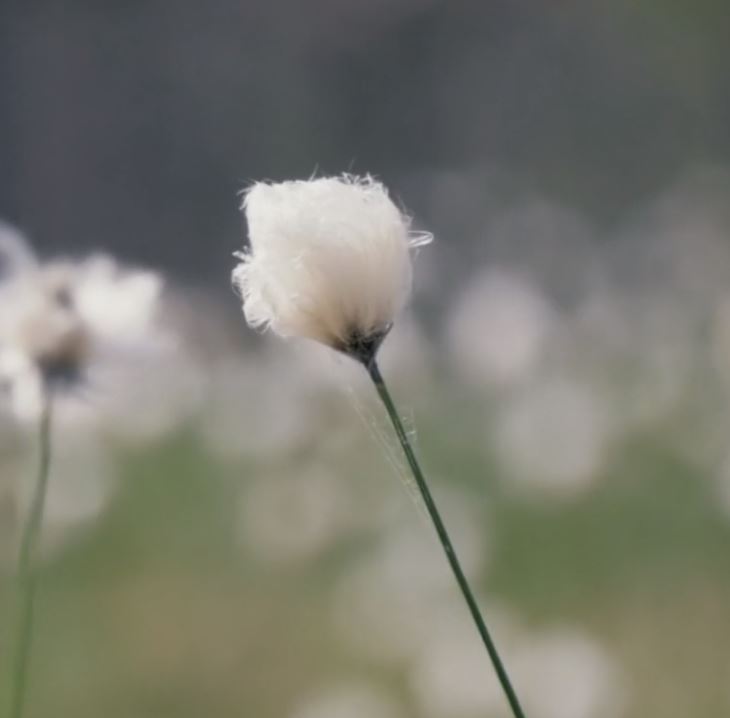 白毛羊胡子草 Hare S Tail Cottongrass 物种 Upm Forest Life