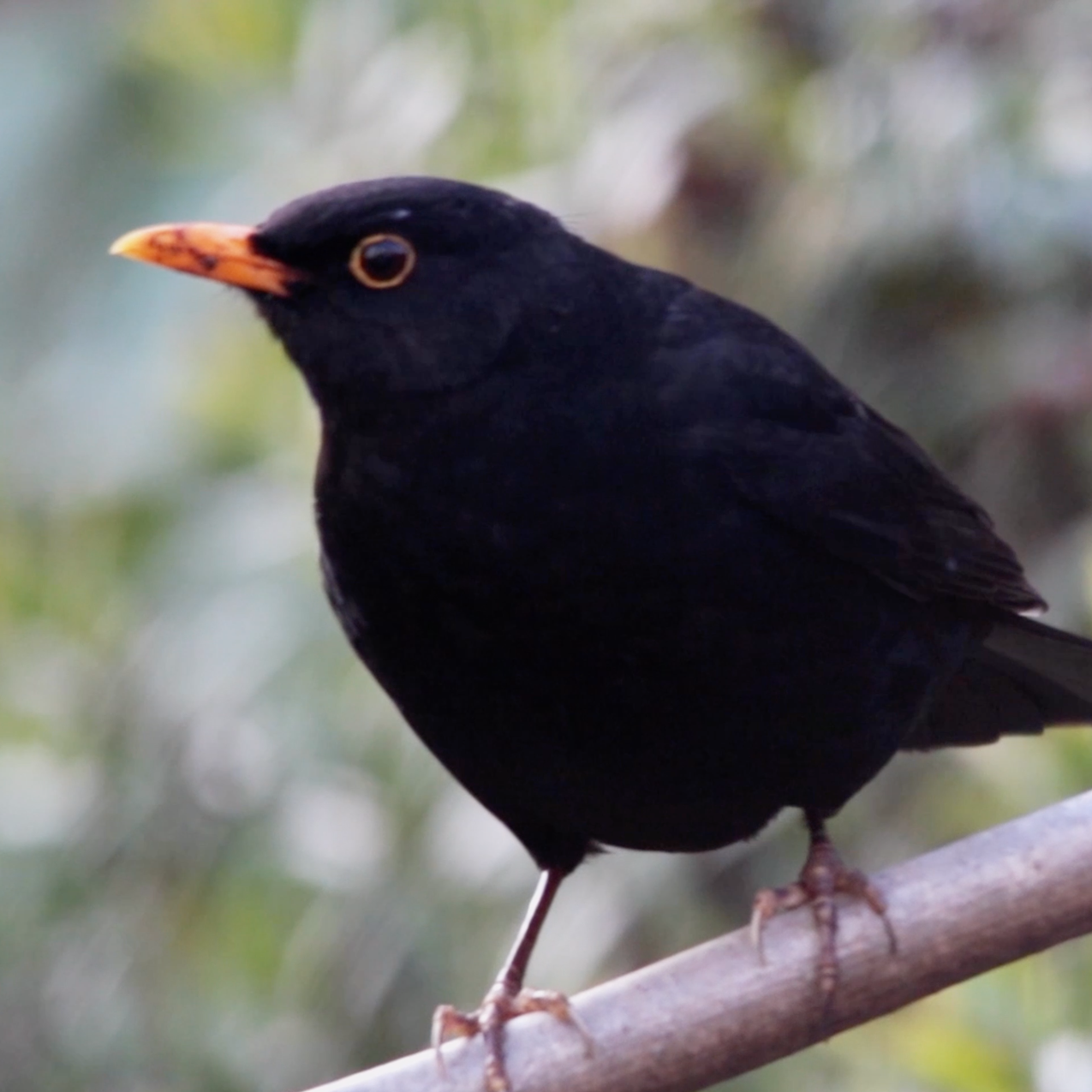 Common blackbird - Species - UPM Forest Life Common blackbird - Species - UPM Forest Life