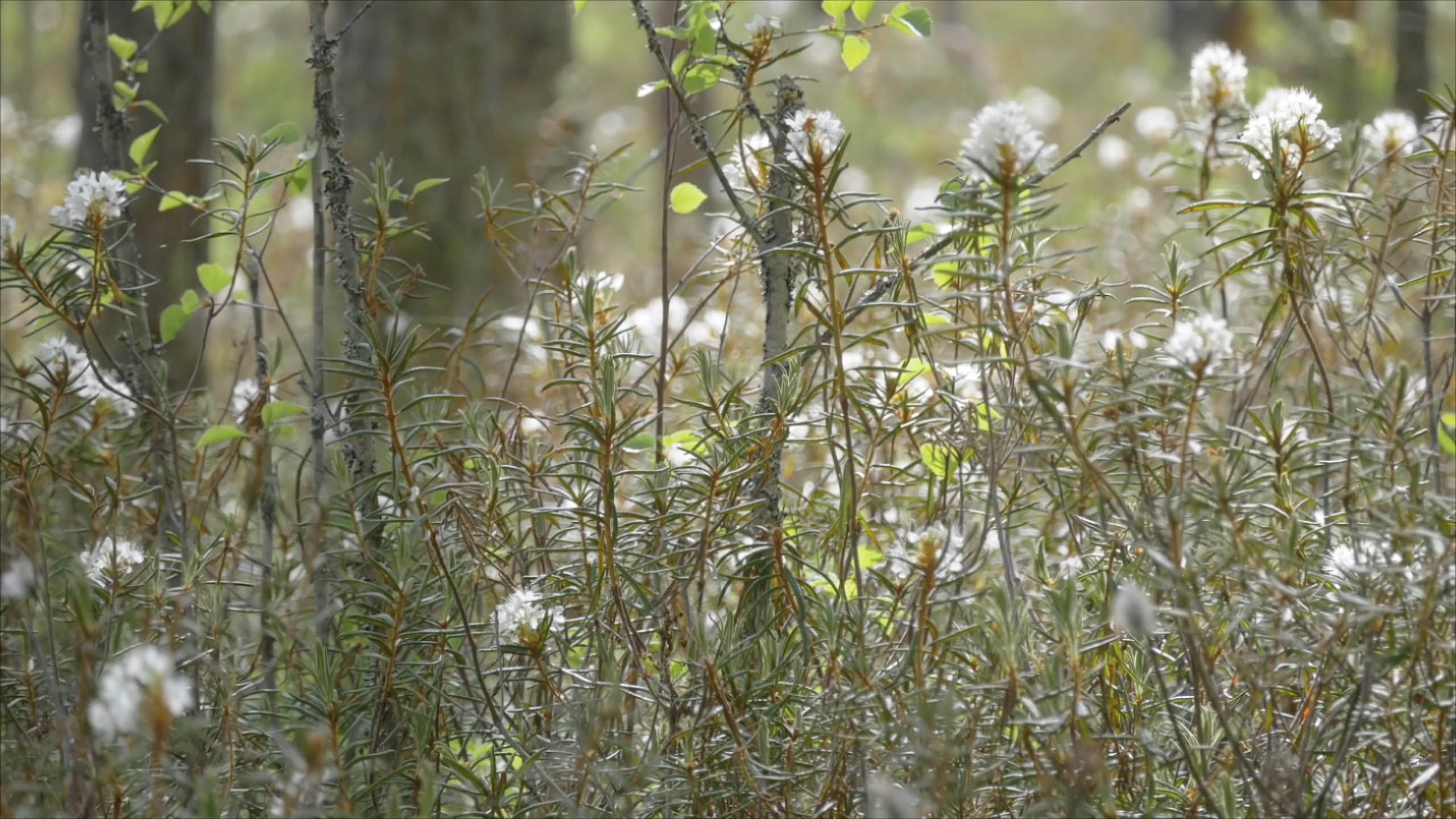 白毛羊胡子草 Hare S Tail Cottongrass 物种 Upm Forest Life 白毛羊胡子草 Hare S Tail Cottongrass 物种 Upm Forest Life