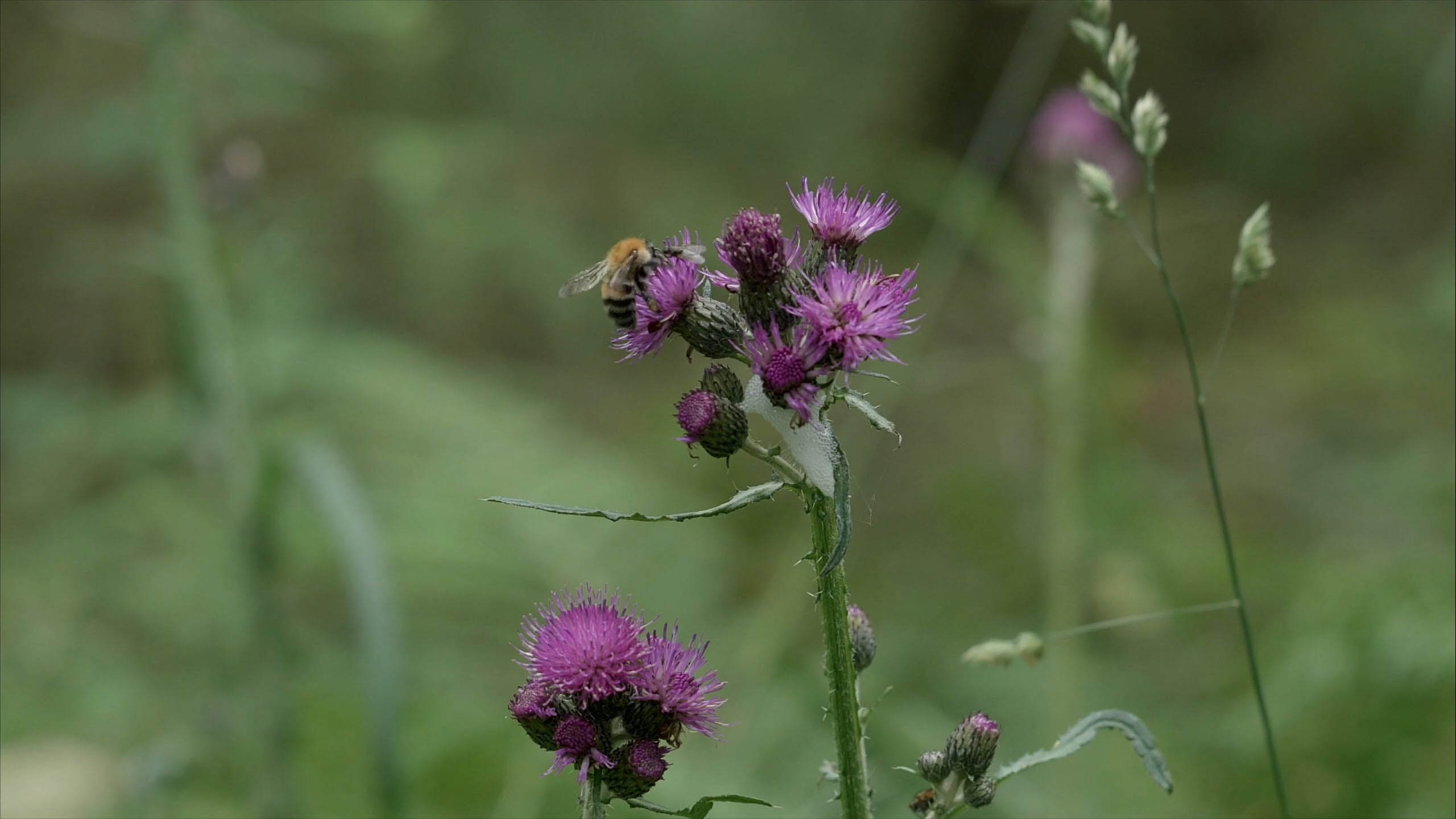 沼泽蓟 Marsh Thistle 物种 Upm Forest Life 沼泽蓟 Marsh Thistle 物种 Upm Forest Life