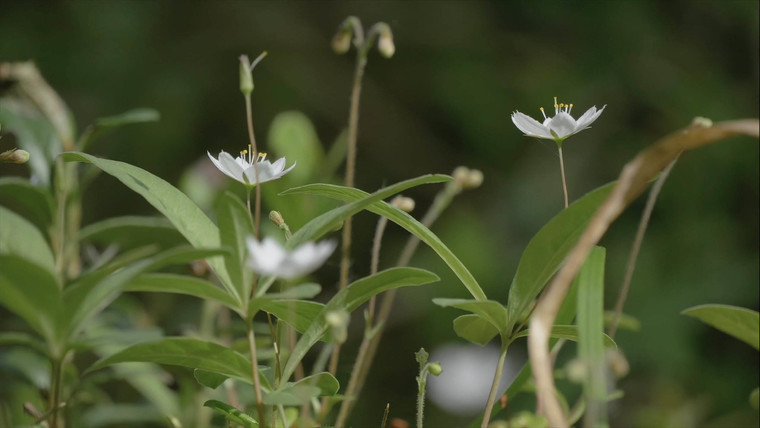 Lily of the valley (Convallaria majalis) — Yoga Judith