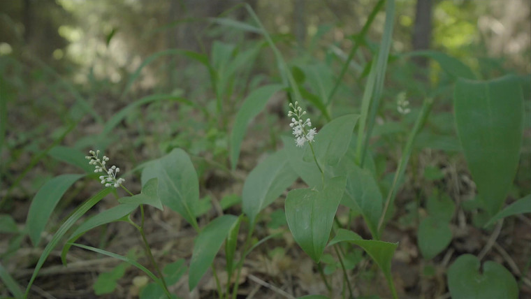 Lily of the valley: flowers, varieties & toxicity - Plantura