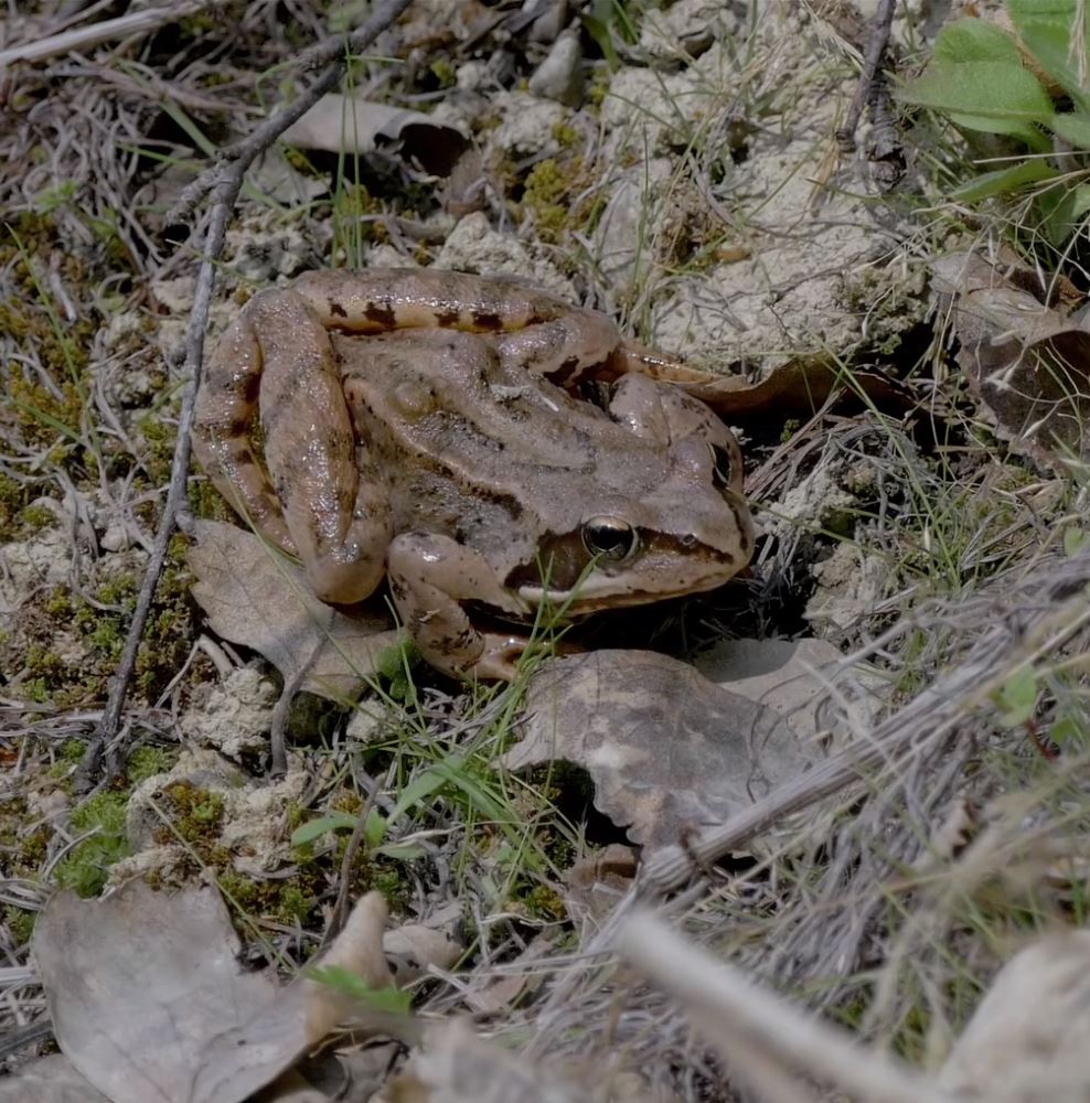Common frog - Species - UPM Forest Life