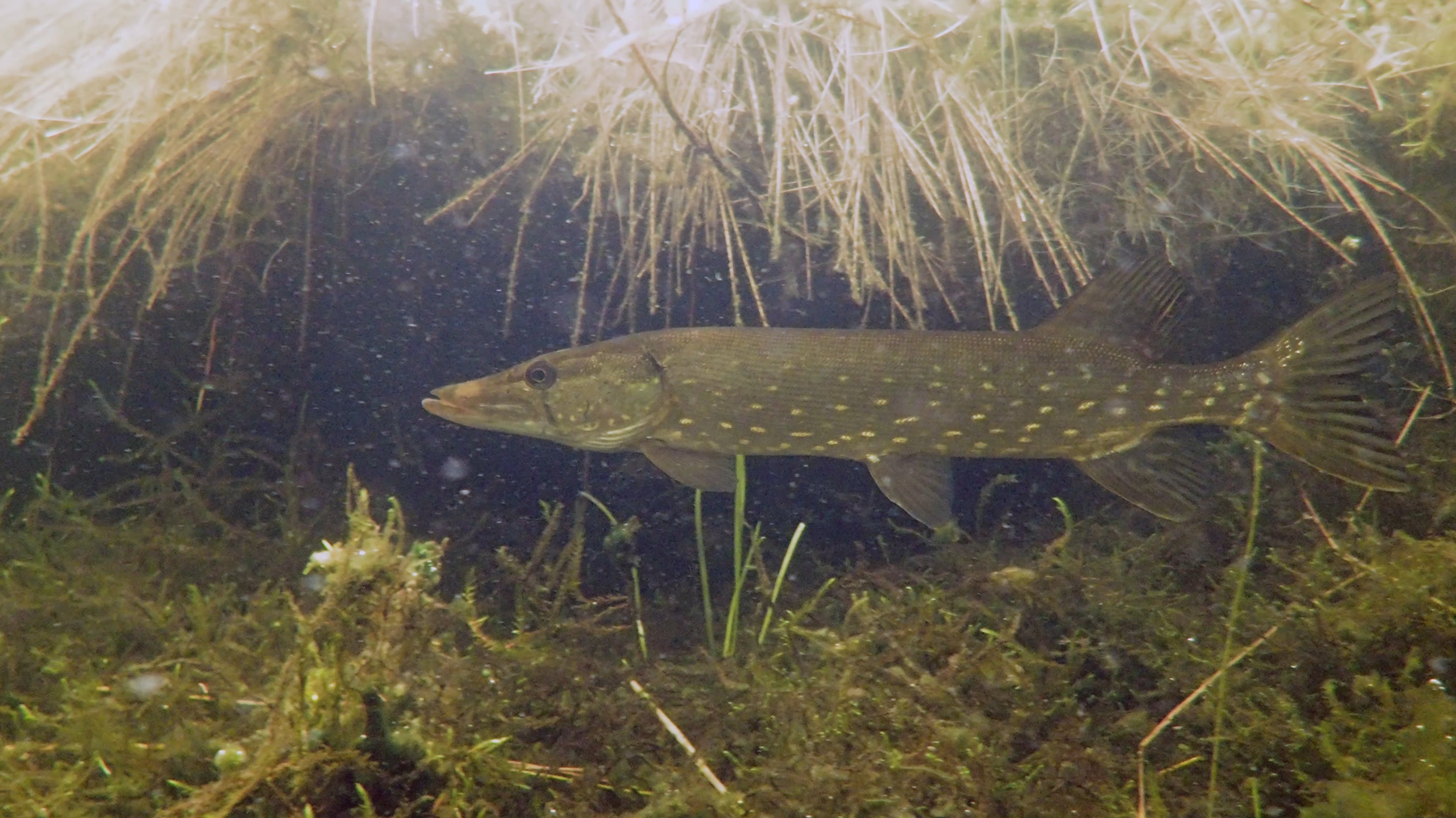 Hecht Arten UPM Forest Life
