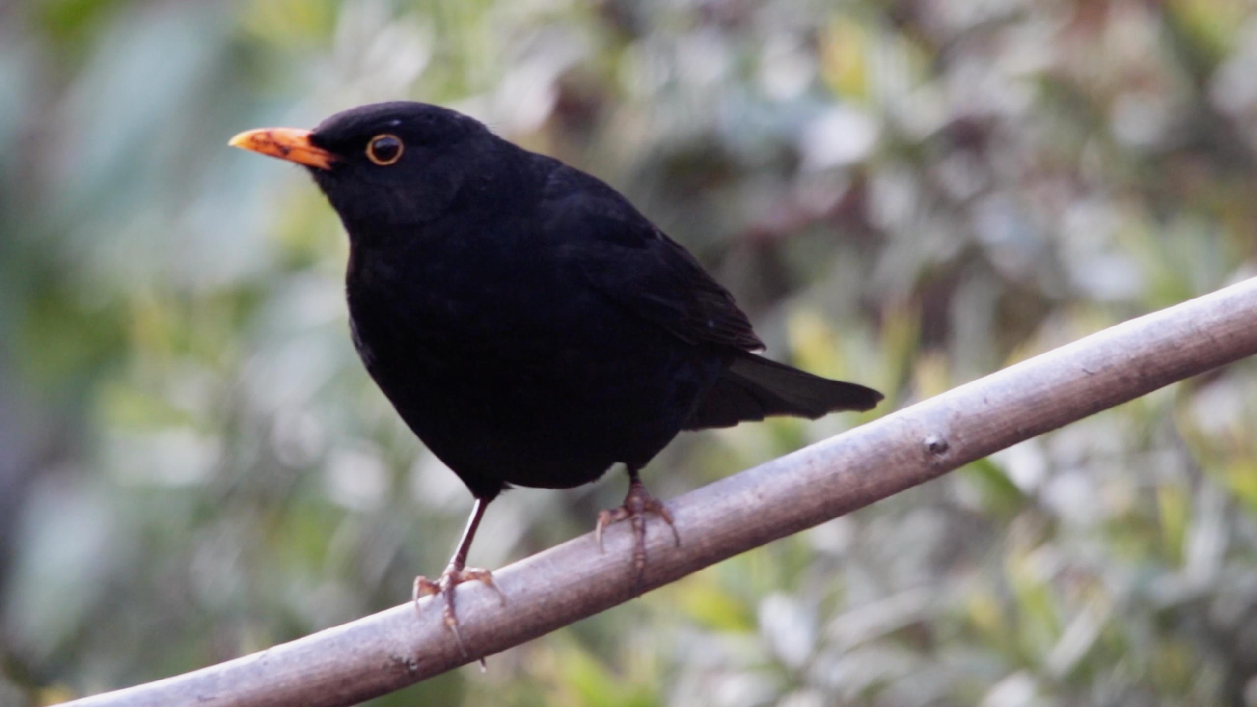 Black and white bird with orange beak