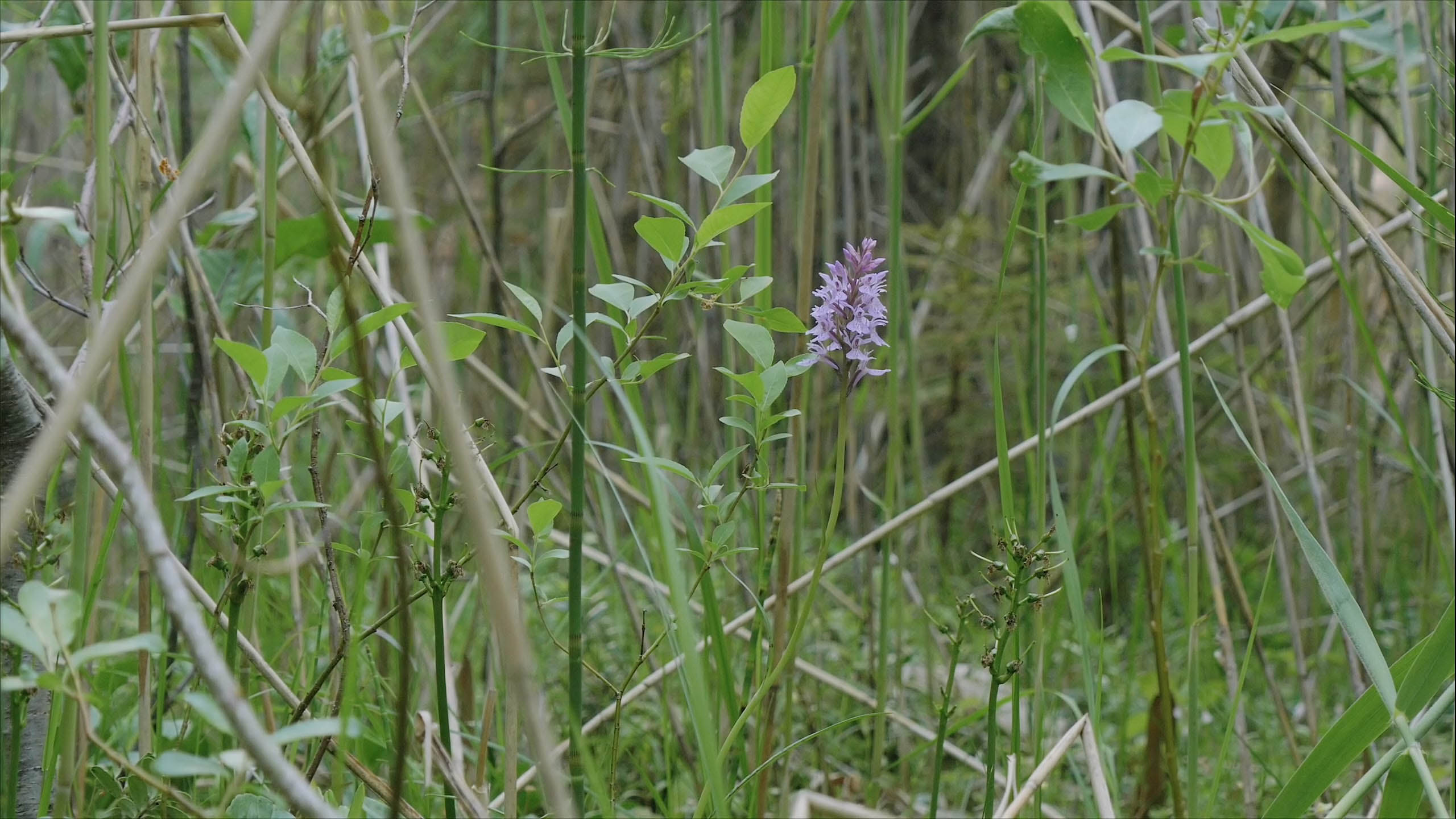 根爪兰 Heath Spotted Orchid 物种 Upm Forest Life