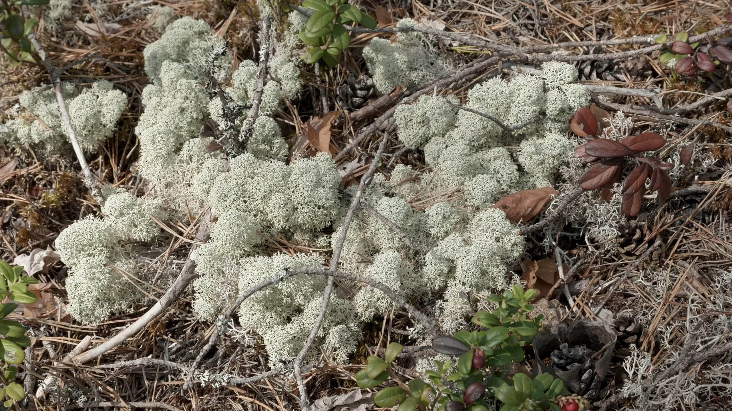 star-tipped-reindeer-lichen-species-upm-forest-life