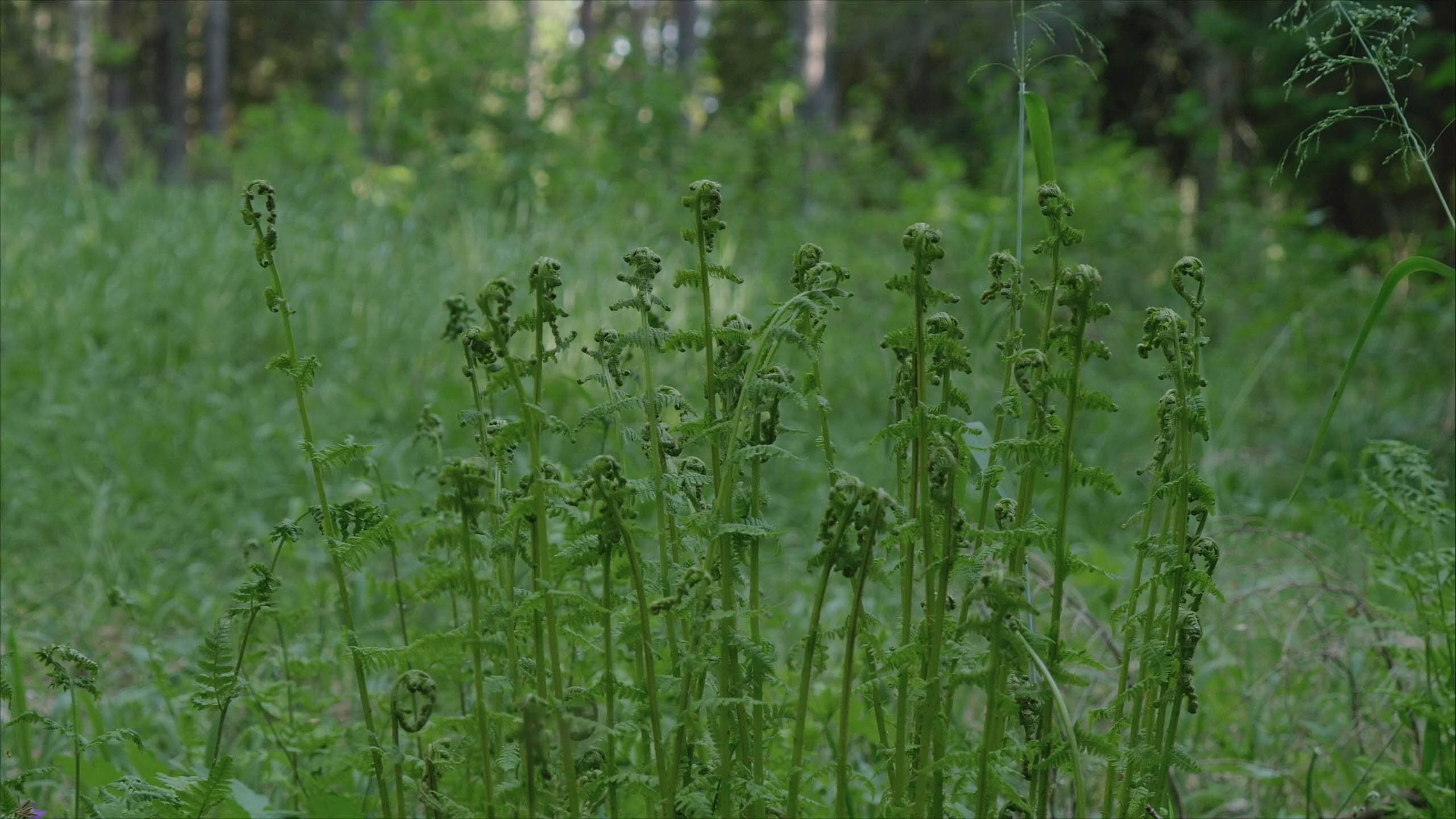 Lady fern - Species - UPM Forest Life