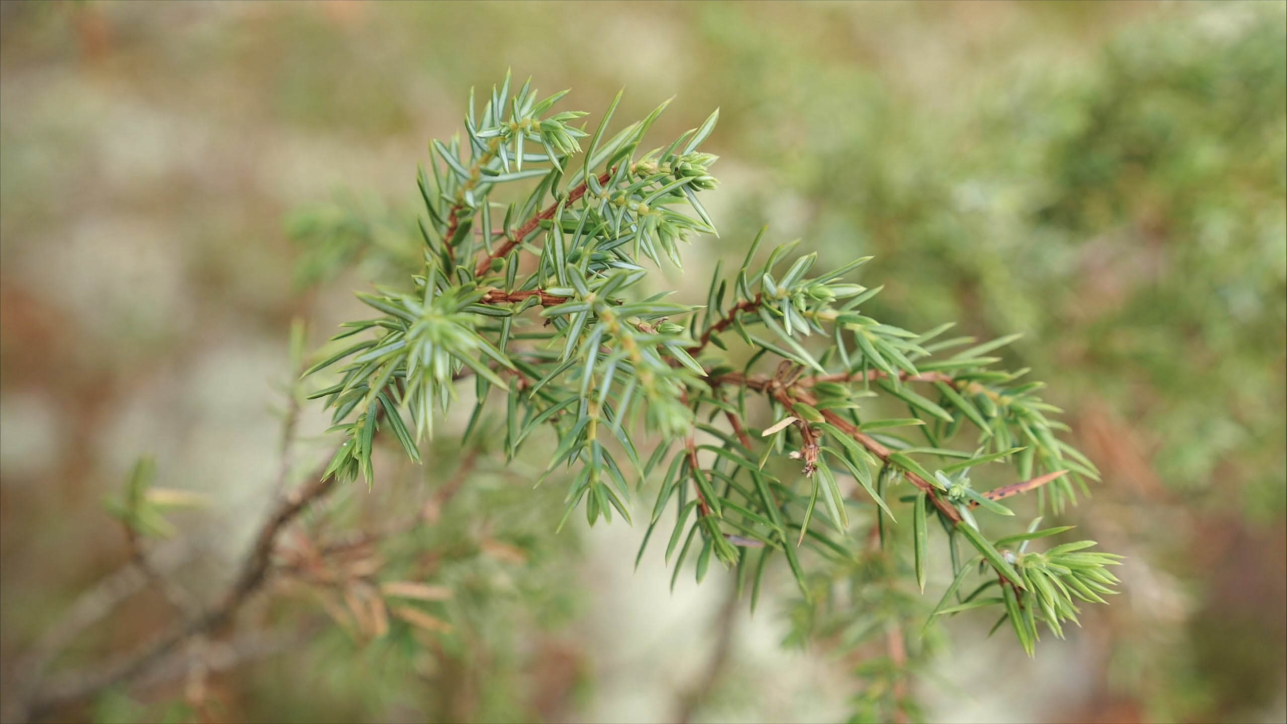 Common juniper Species UPM Forest Life