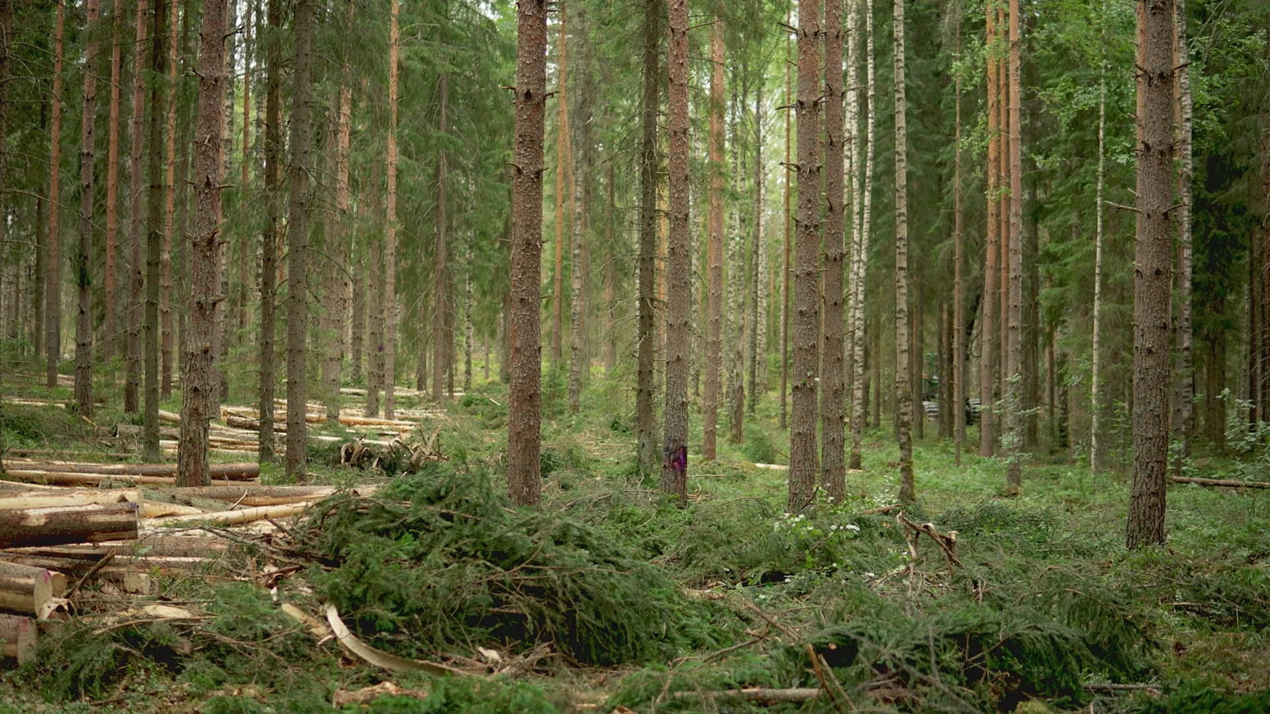 Thinning Sustainable Forestry UPM Forest Life thinning-sustainable-forestry-upm-forest-life